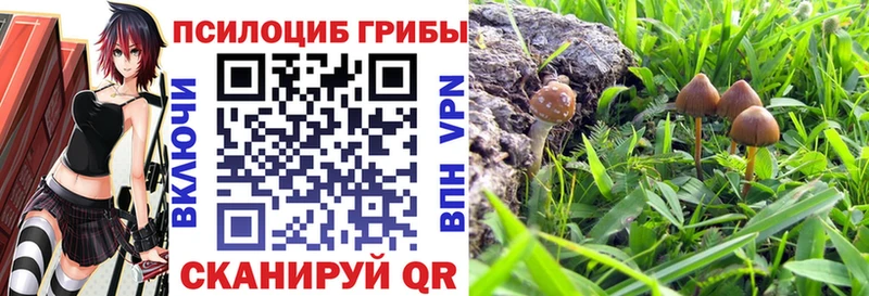 Купить где Губкин Псилоцибиновые грибы Psilocybe